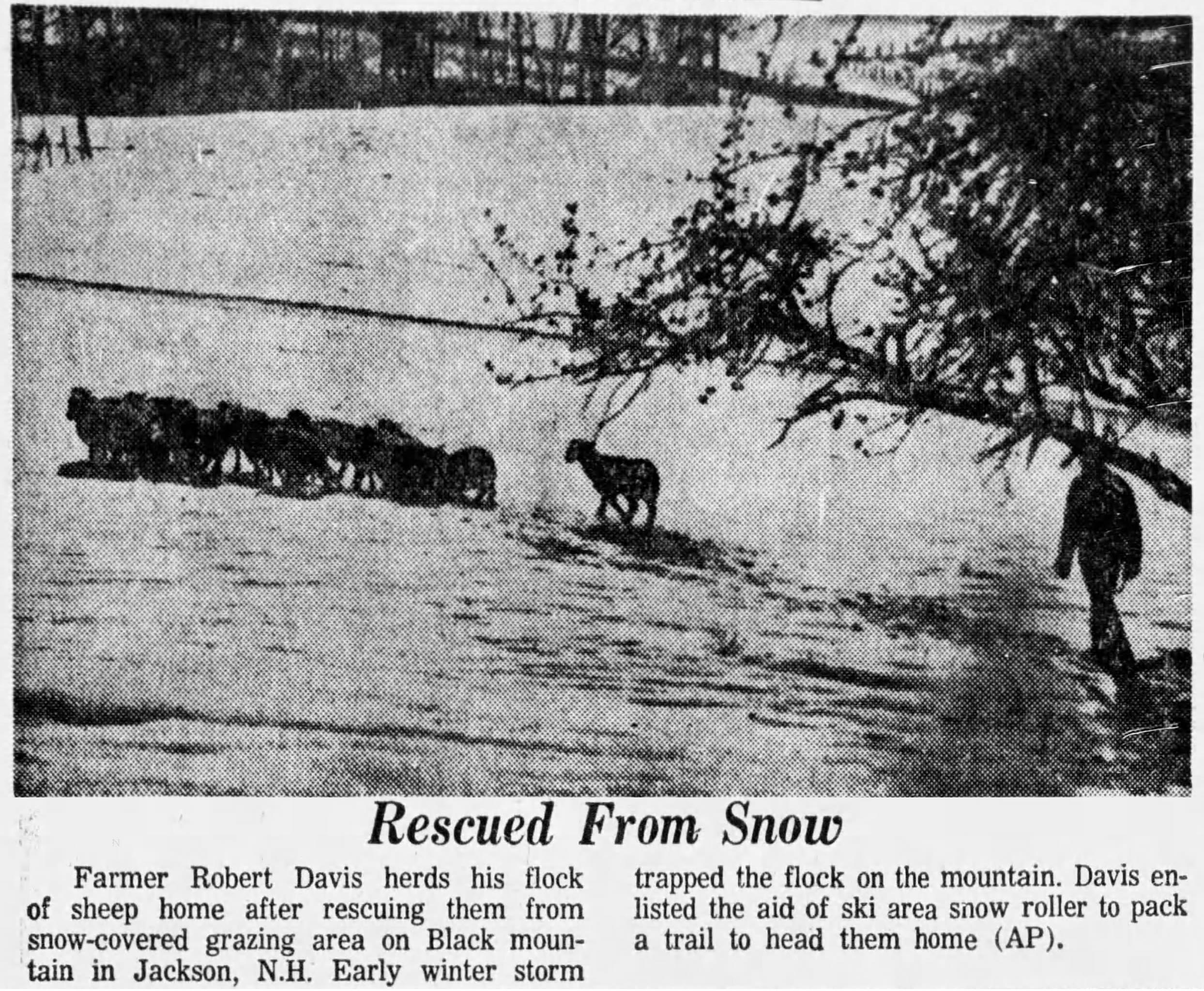 Sheep on the slopes (1971)