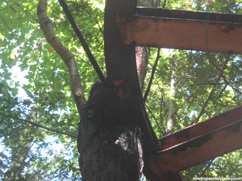 A tree growing around the bottom T-Bar bullwheel in 2008