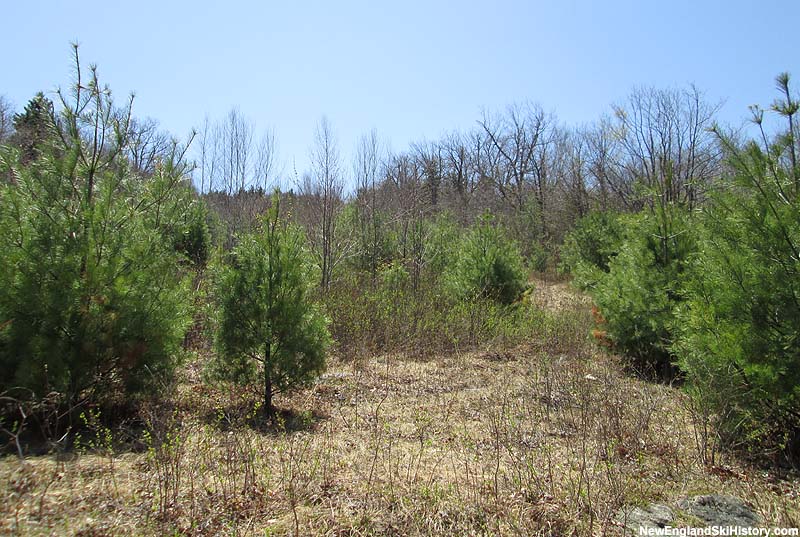 The overgrown Broadway slope in 2014